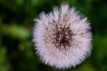 dandelion i the summer close up