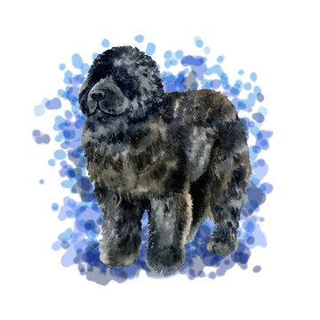 recommend clip art: Watercolor closeup portrait of Newfoundland breed dog isolated on blue background. Canadian large longhair working guardian dog. Hand drawn sweet home pet. Greeting birthday card design. Clip art