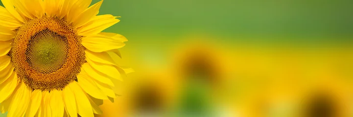 Foto auf Acrylglas Sonnenblume Gelber Sonnenblumenhintergrund