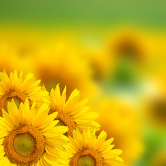 Fototapeta premium Yellow sunflower background