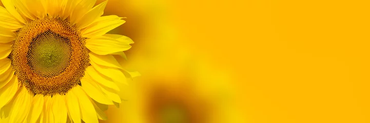 Foto auf Acrylglas Sonnenblume Gelber Sonnenblumenhintergrund