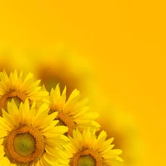 Rolgordijnen Yellow sunflower background © byrdyak