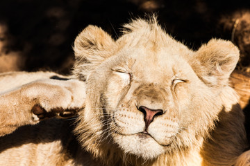 Young male lion resting © mariannapiccoli