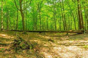 Green european wild forest in summer.