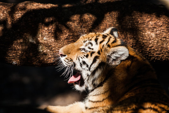 Bengal tiger lying in the shade