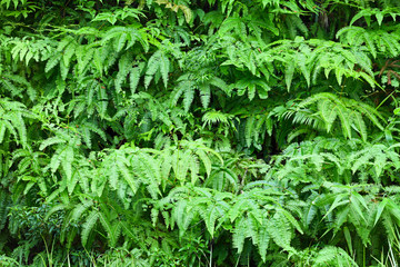 Fern leaves background