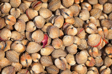 Shellfish Blood Cockles - edible background