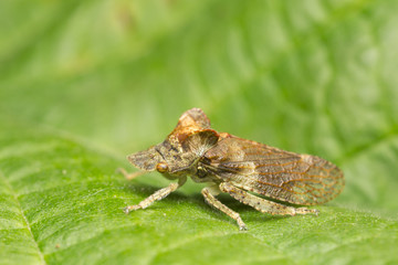 Ledra aurita on hazel leaf
