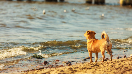 Lovely dog playing outdoor alone.
