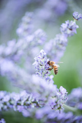 Bee pollinating lavender