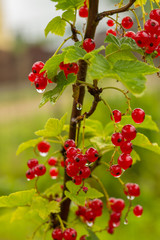 Cluster Of Currants