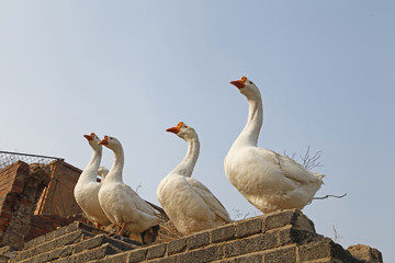 White goose