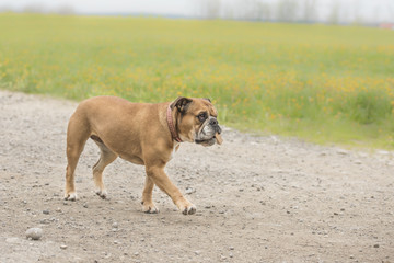 Continental Bulldogge apportiert ein Suchholz 