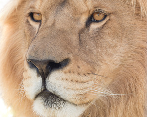 Lion face detail
