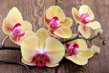 Fototapeta na wymiar Orchidea phalaenpsis