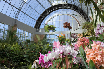 Fototapeta na wymiar Fowers in greenhouse