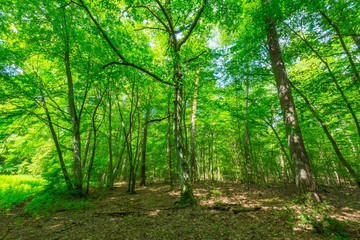 Green european wild forest in summer.