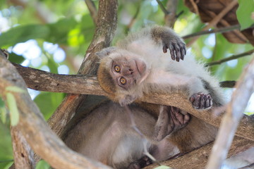 Baby monkey on the tree