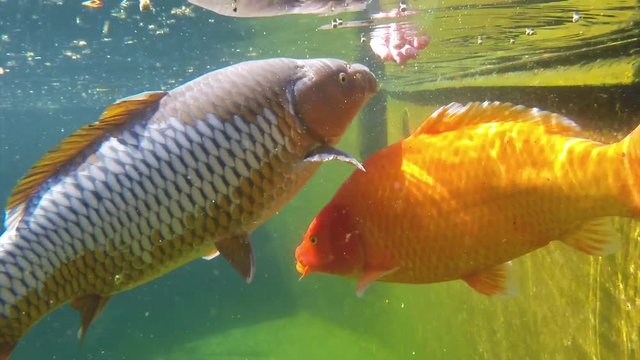 Underwater view of Koi fish swimming on surface pond in japanese garden
