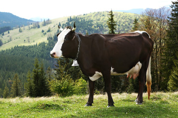 Fototapeta na wymiar Cow grazing on mountain meadow