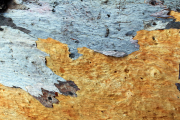 Brown and gray tree bark texture background 