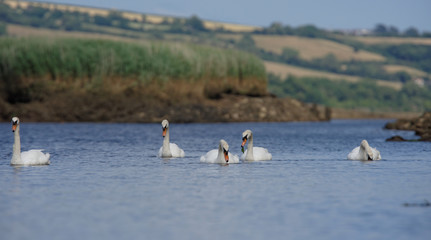 Mute Swan, cygnus olor