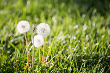 Spring Dandelion © garytog