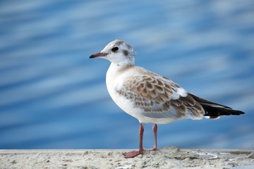 Gull. 4
