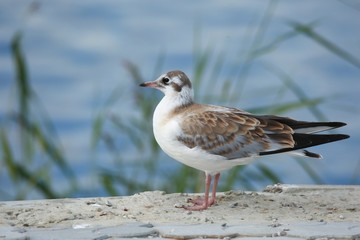 Gull. 5
