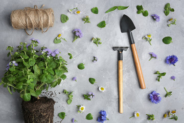 Fototapeta na wymiar Gardening tools and flowers on grey textured background