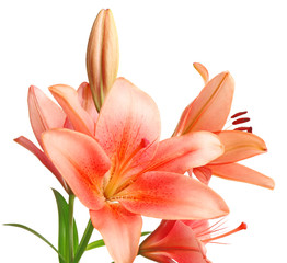 Beautiful lilies isolated on white