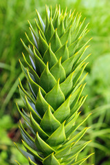 Monkey puzzle tree (Araucaria araucana)