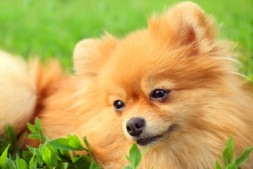 Cute fluffy dog on green grass