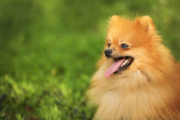 Cute fluffy dog on green grass