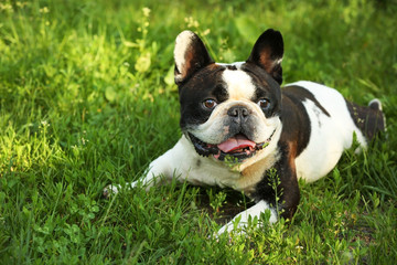 Cute bulldog on green grass in the park