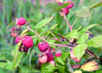Ripe berries red raspberries in the garden hidden in the dense green leaves on a summer day close-up