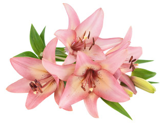 Fototapeta na wymiar pink lily flower isolated on white background