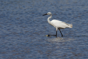 Little Egret, Egretta Garzetta