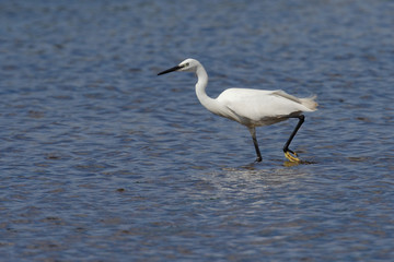 Little Egret, Egretta Garzetta