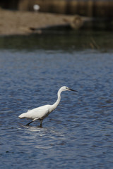 Little Egret, Egretta Garzetta