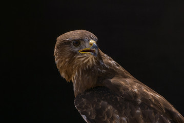 Mäusebussard / Bussard - Porträt vor dunklem Hintergrund