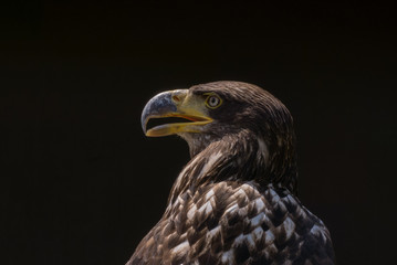 Adler - Porträt vor dunklem Hintergrund