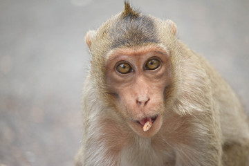 サルのポートレート
