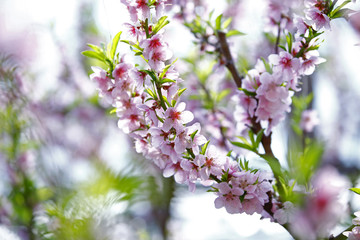 Beautiful peach blossom