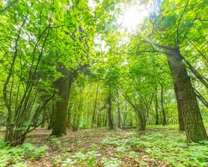 Fototapeta na wymiar Green european wild forest in summer.