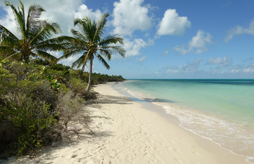 Fototapeta na wymiar tropical beach and palm trees