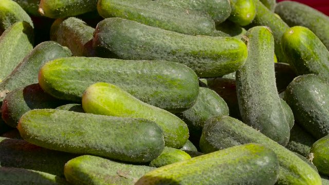 Lots of fresh green cucumbers for sale. Cucumber is a widely cultivated plant in the gourd family Cucurbitaceae. It is a creeping vin e