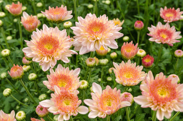 Autumn flower, old rose Chrysanthemum flower in the garden
