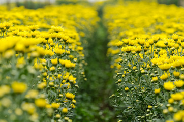 Autumn flower, yellow Chrysanthemum flower in the garden
