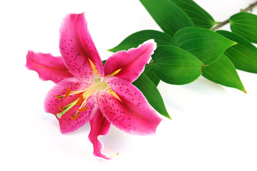 blooming pink lily laying on white background